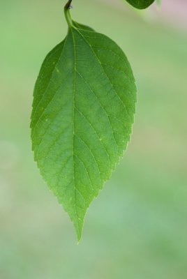 Celtis occidentalis - břestovec západní - list